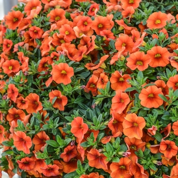 Calibrachoa Aloha Kona 'Hot Orange'