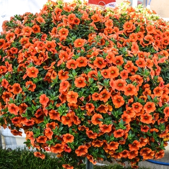 Calibrachoa 'Hot Orange' 