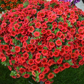 Calibrachoa 'Dark Red' 