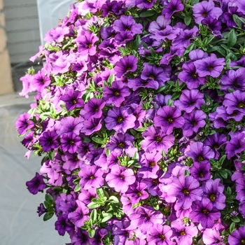 Calibrachoa 'Lavender' 