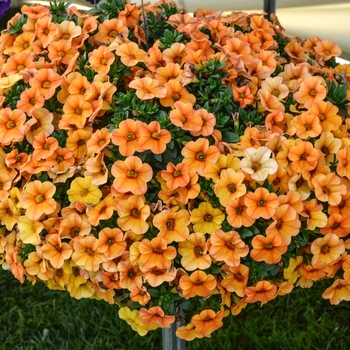 Calibrachoa 'Mango' 