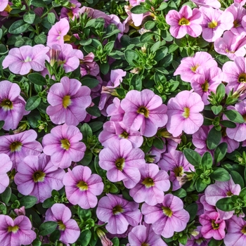 Calibrachoa 'Soft Pink' 