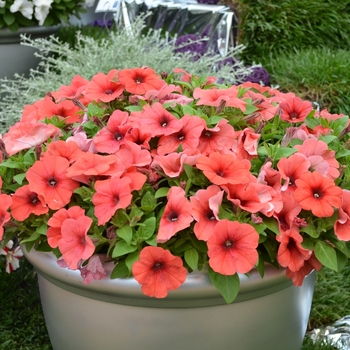 Petunia 'Bingo Perfectunia® Orange' 