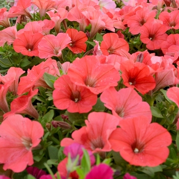 Petunia 'Bingo® 'Coral'' 