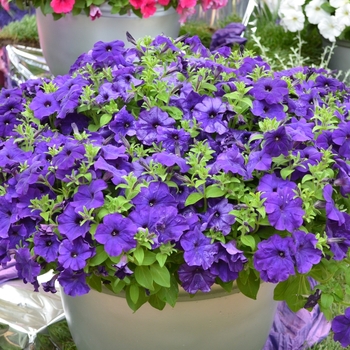 Petunia 'Bingo® Blue' 