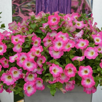 Petunia 'Magic Morn' 