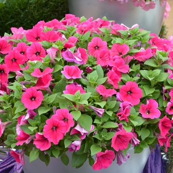 Petunia 'Bingo Perfectunia® Neon Pink' 