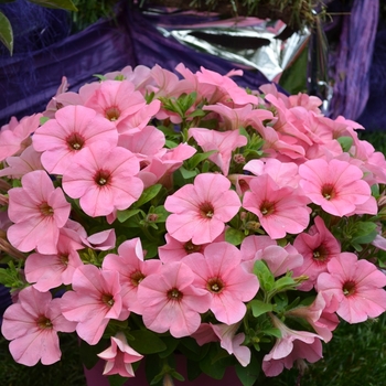 Petunia 'Bingo Perfectunia® Peachy Keen' 