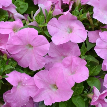 Petunia 'Bingo® Rose' 