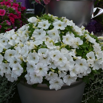 Petunia 'Bingo® White' 