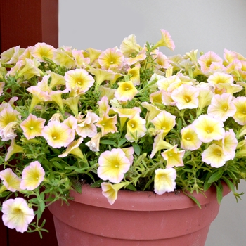 Petunia 'Lemon Glow' 