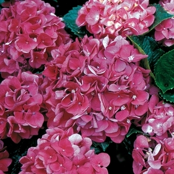 Hydrangea macrophylla 'Color Fantasy' 