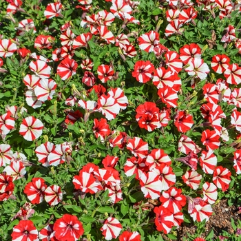 Petunia 'Cherry Cheesecake' 