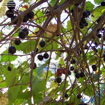 Vitis rotundifolia 'Cowart' 