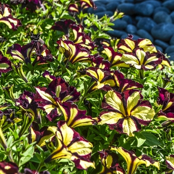 Petunia 'Star Jubilee' 