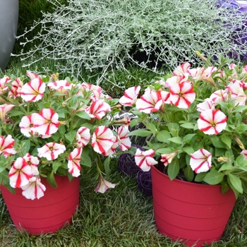 Petunia Crazytunia® 'Cherry Cheesecake'