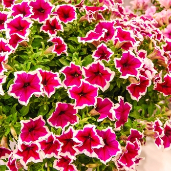 Petunia 'Fortunia® 'Pink Picotee'' 