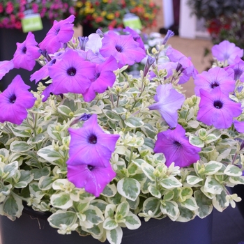 Petunia 'Glamouflage™ 'Grape'' 