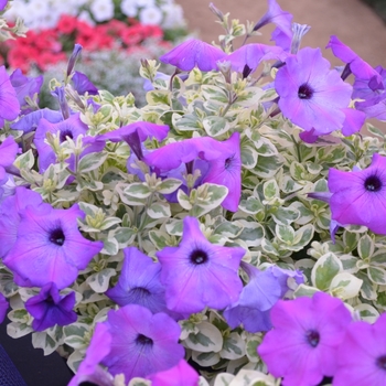 Petunia 'Glamouflage™ 'Grape''