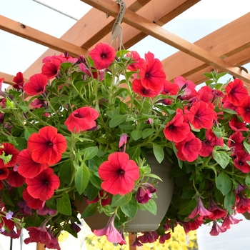 Petunia 'Hell's® Glow' 