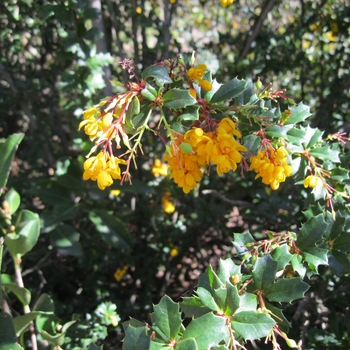 Berberis darwinii