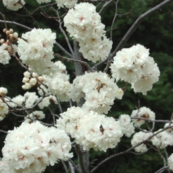 Prunus nigra 'Princess Kay' 