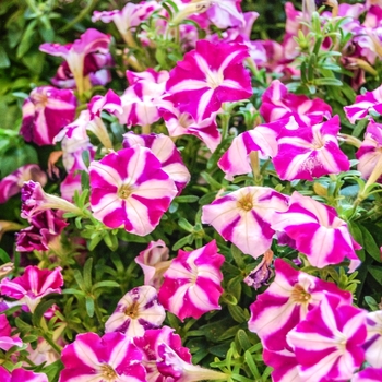 Petunia 'Rose Star' 