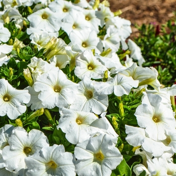 Petunia 'Bingo Perfectunia® White' 