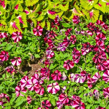 Petunia 'Rose and Shine' 