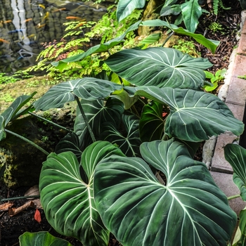 Philodendron gloriosum