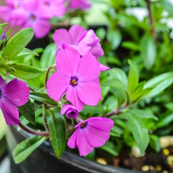 Phlox 'Amethyst' 'Miley'