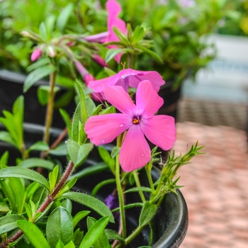 Phlox 'Britney' 