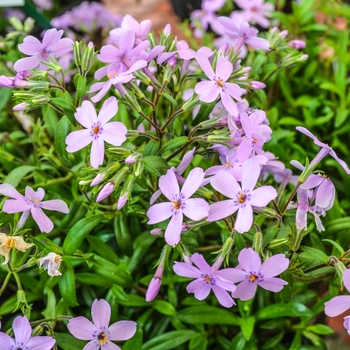 Phlox 'Angelina' 