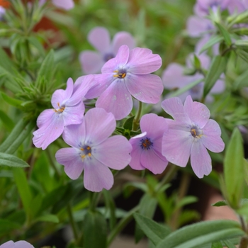 Phlox 'Sparkling Blue' 