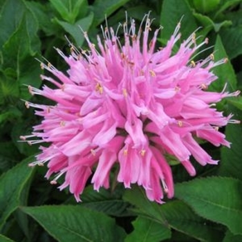 Monarda didyma 'Grand Mum™' 