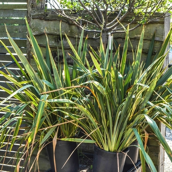 Phormium cookianum 'Tricolor'