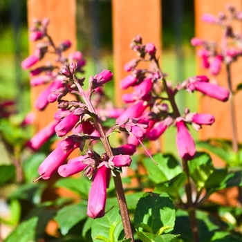 Phygelius 'CandyDrops™ 'Deep Rose'' 