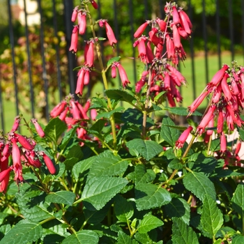 Phygelius 'CandyDrops™ 'Red'' 