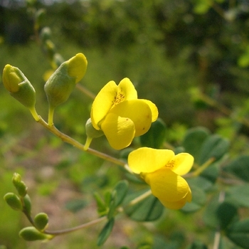 Baptisia tinctoria