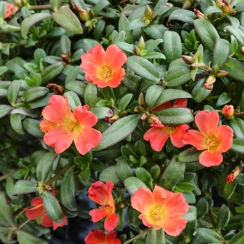 Portulaca oleracea 'Peachy' 