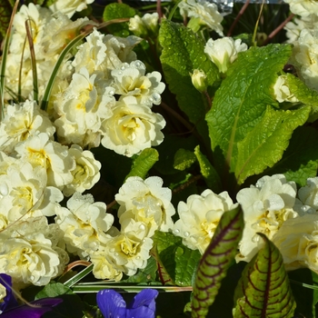 Primula vulgaris