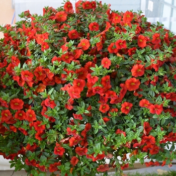 Calibrachoa Aloha Kona 'Fire'