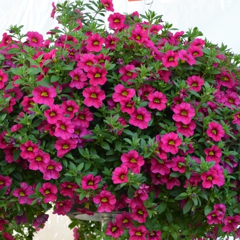 Calibrachoa Aloha Kona 'Merlot'