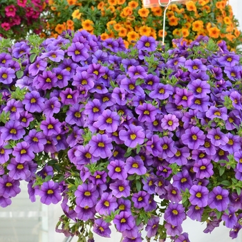 Calibrachoa Aloha Purple