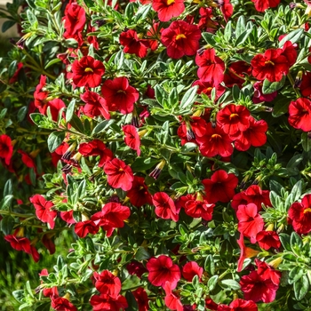 Calibrachoa 'Red' 