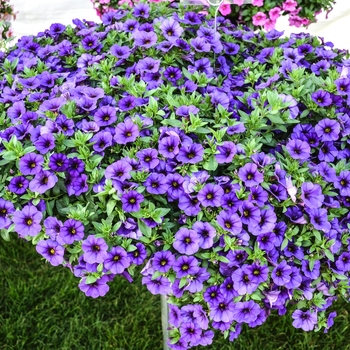 Calibrachoa 'Tiki Blue' 