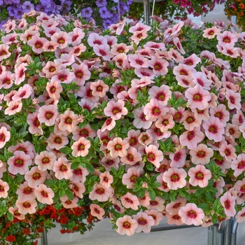 Calibrachoa 'Tiki Lychee' 