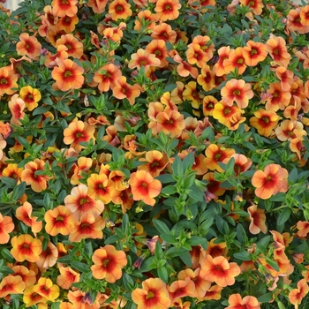 Calibrachoa Aloha 'Tiki Orange'