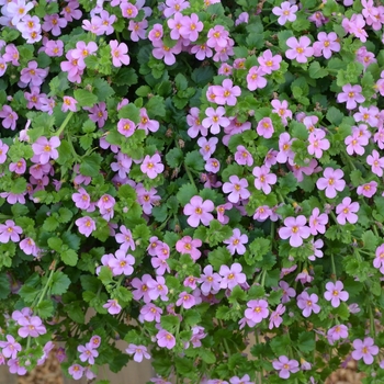 Calibrachoa 'Bahia Pink Sand' 