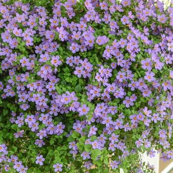 Calibrachoa Aloha 'Bahia Purple Sand'